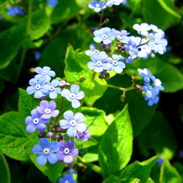 Big Photo of Brunnera Macrophylla, Flower Close-up