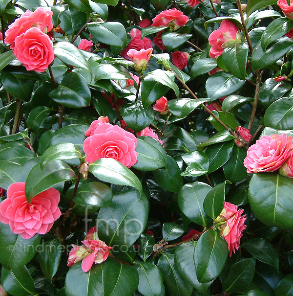 Big Photo of Camellia Japonica