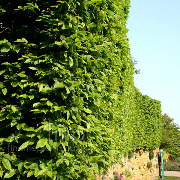 Big Photo of Carpinus Betulus
