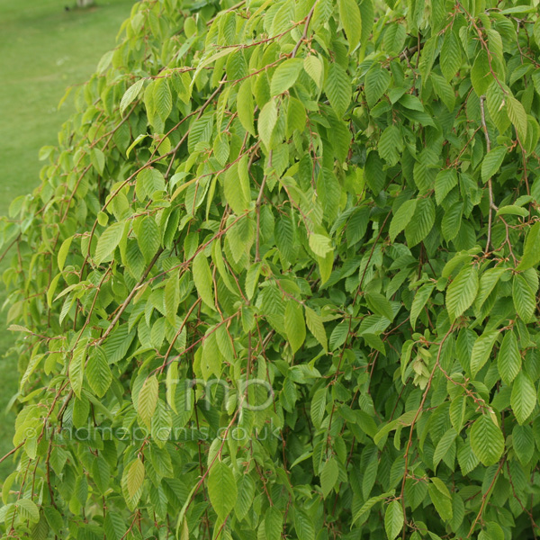 Big Photo of Carpinus Turczaninowii, Leaf Close-up