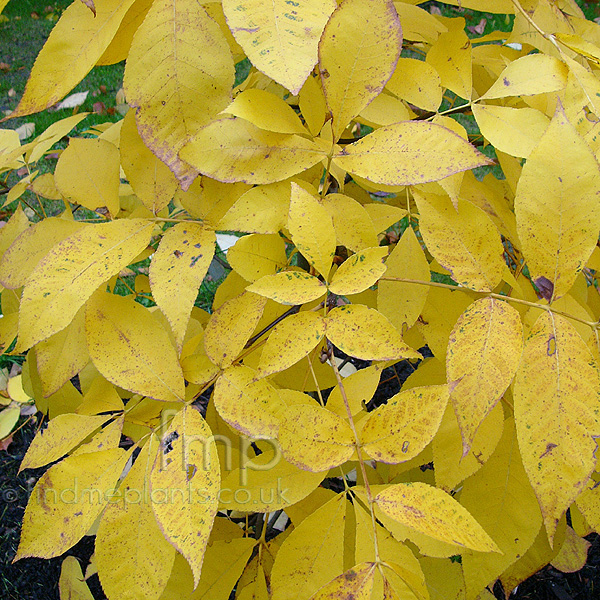 Big Photo of Carya Glabra