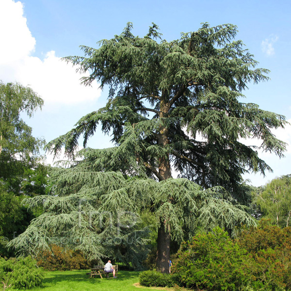 Big Photo of Cedrus Atlantica
