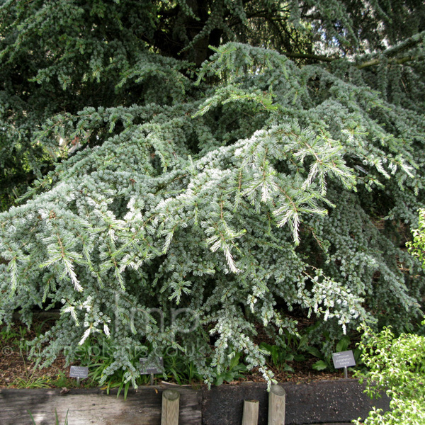 Big Photo of Cedrus Libani
