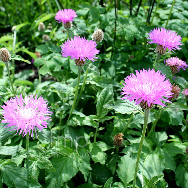 Big Photo of Centaurea Hypoleuca