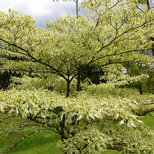 Big Photo of Cornus Controversa