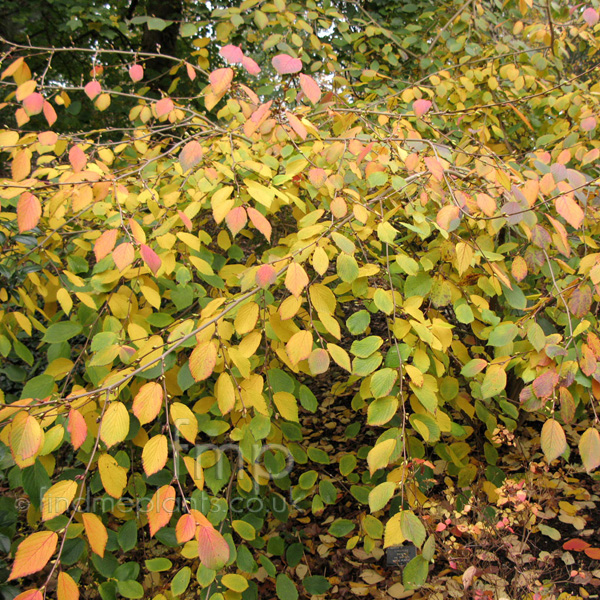 Big Photo of Corylopsis Sinensis