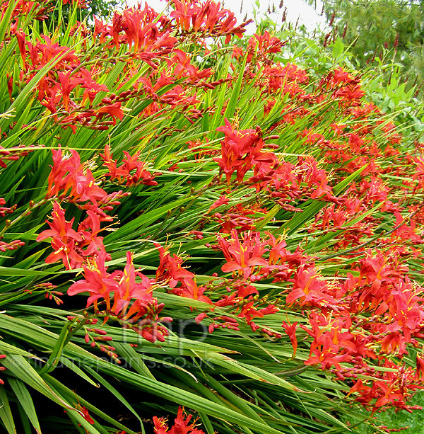 Big Photo of Crocosmia 