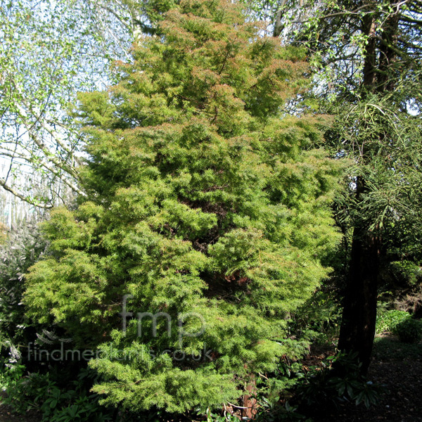 Big Photo of Cryptomeria Japonica