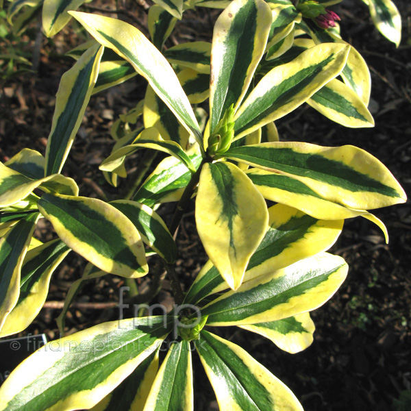 Big Photo of Daphne Odora