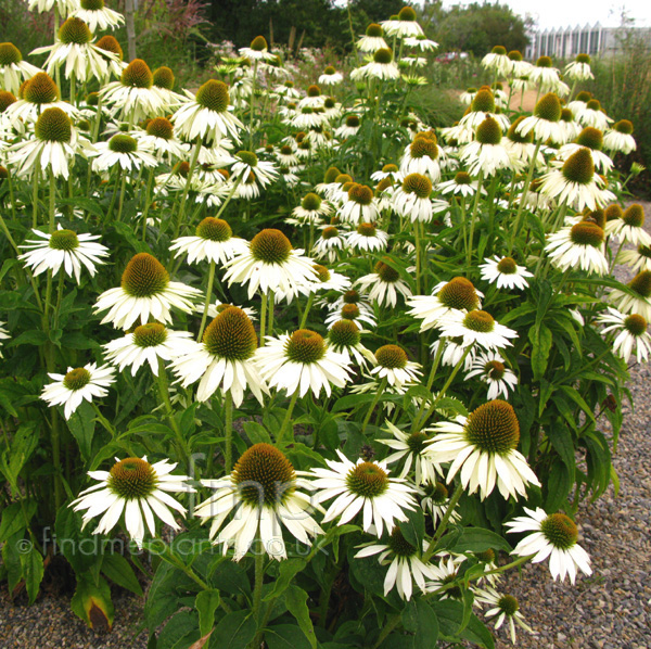 Big Photo of Echinacea Purpurea