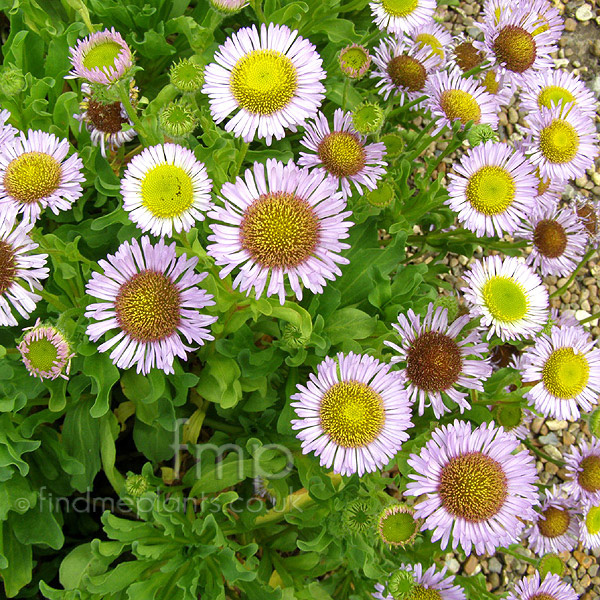 Big Photo of Erigeron Glaucus