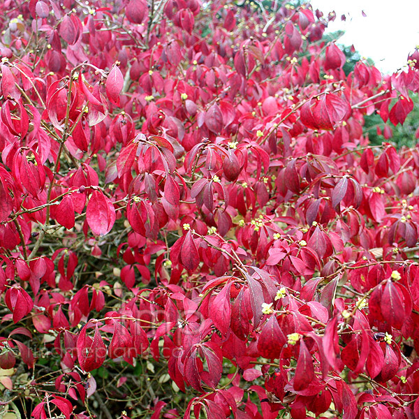 Big Photo of Euonymus Alatus