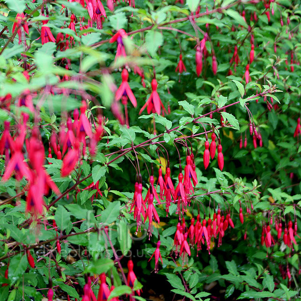 Big Photo of Fuchsia Magellanica