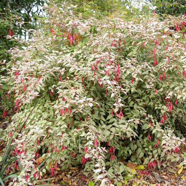 Big Photo of Fuchsia Magellanica