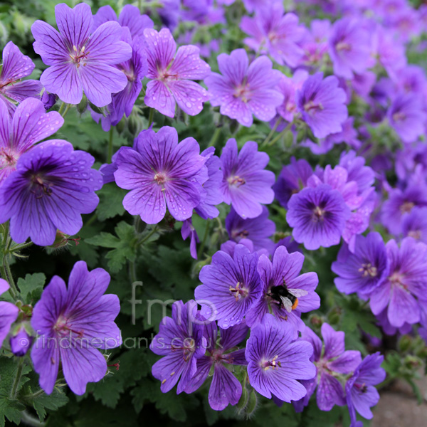 Big Photo of Geranium X Magnificum