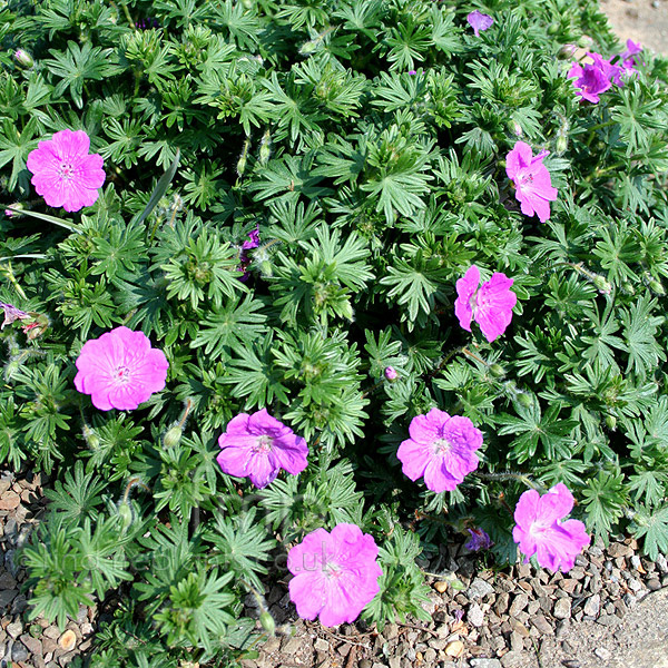 Big Photo of Geranium Incanum