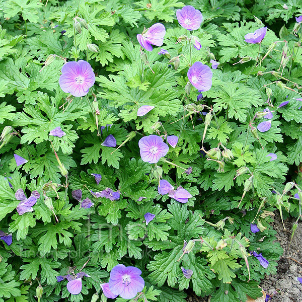 Big Photo of Geranium 