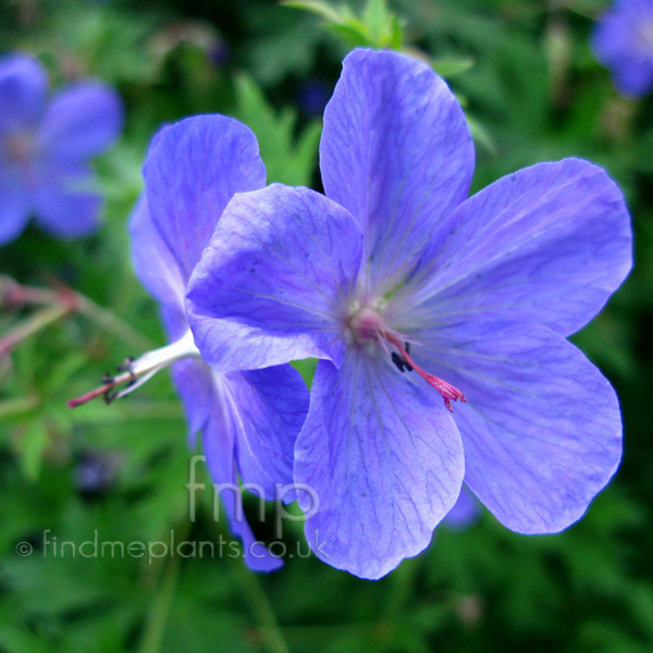 Big Photo of Geranium , Flower Close-up