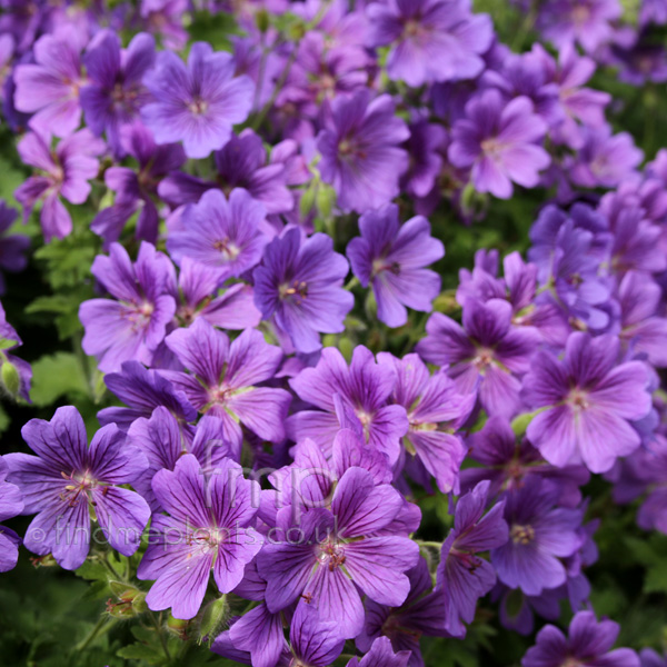 Big Photo of Geranium X Magnificum, Flower Close-up