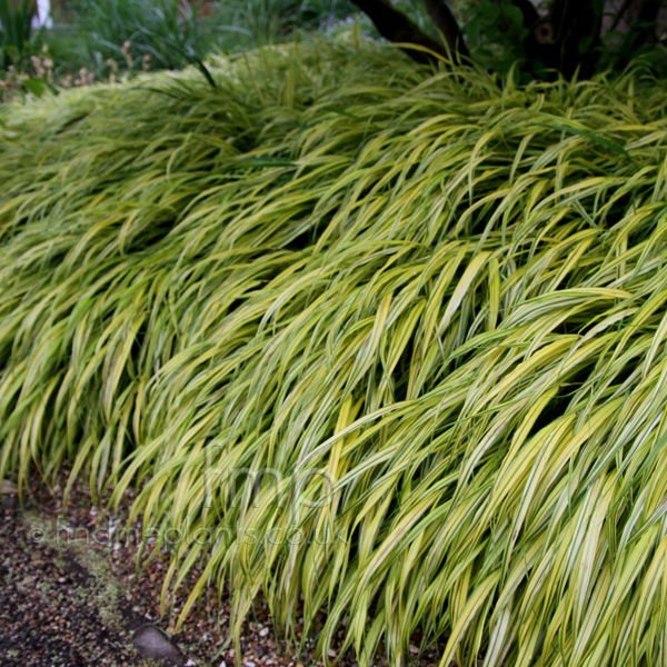 Big Photo of Hakonechloa Macra