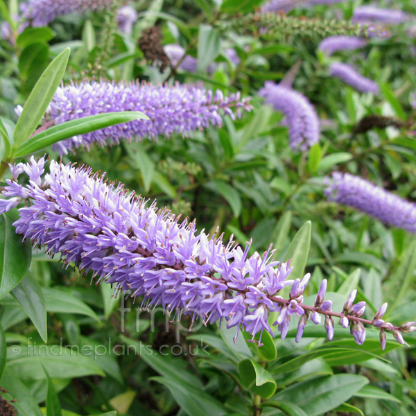 Big Photo of Hebe , Flower Close-up