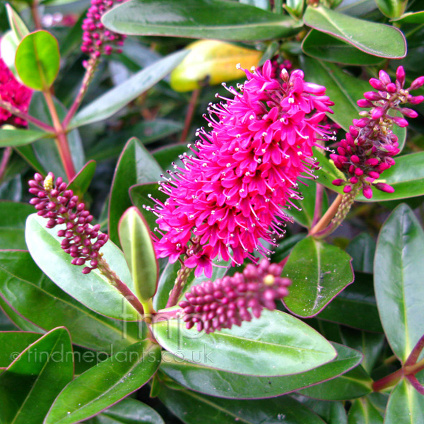 Big Photo of Hebe Speciosa, Flower Close-up