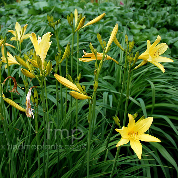 Big Photo of Hemerocallis Lilio-Asphodelus