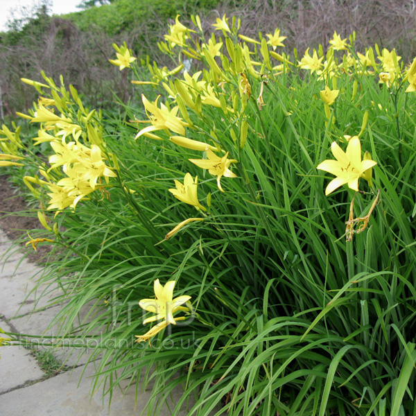 Big Photo of Hemerocallis Lilio-Asphodelus