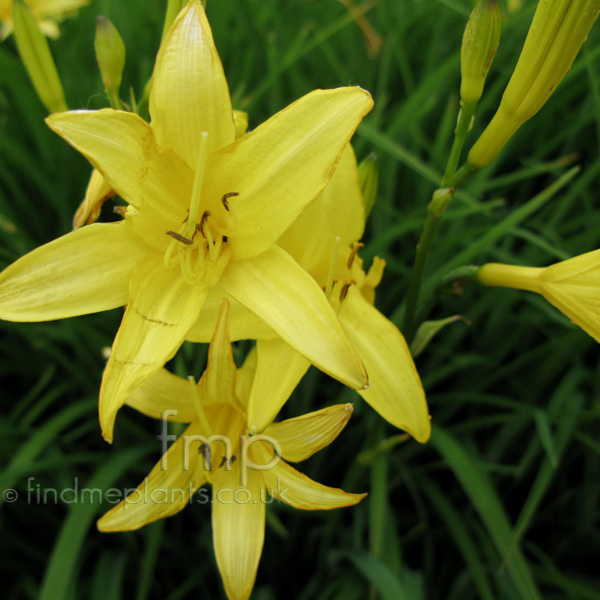 Big Photo of Hemerocallis Lilio-Asphodelus, Flower Close-up