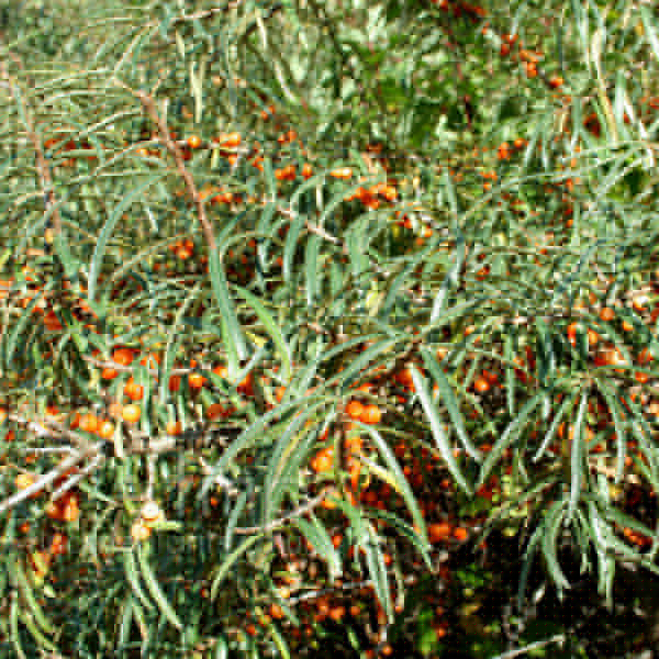 Big Photo of Hippophae Ramnoides