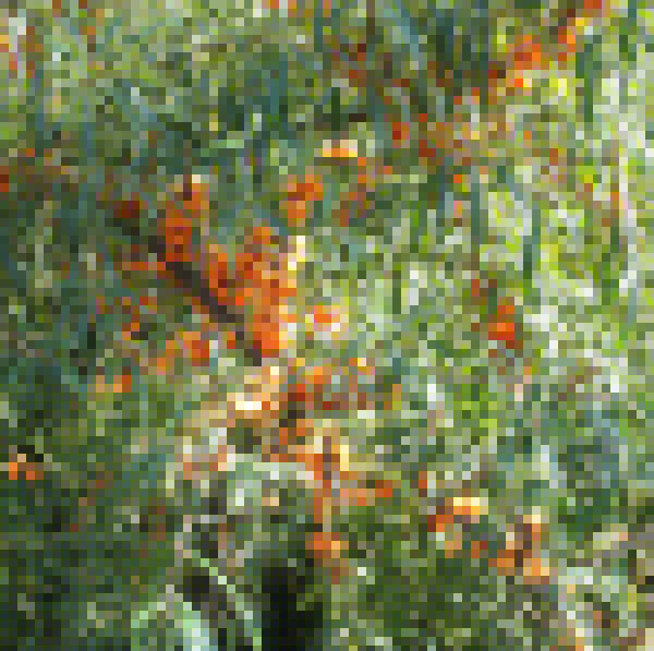 Big Photo of Hippophae Ramnoides