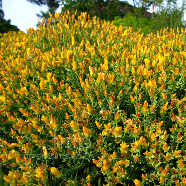 Big Photo of Hypericum Olympicum