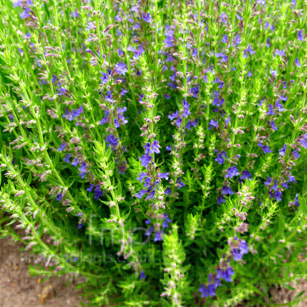 Big Photo of Hyssopus Officinalis