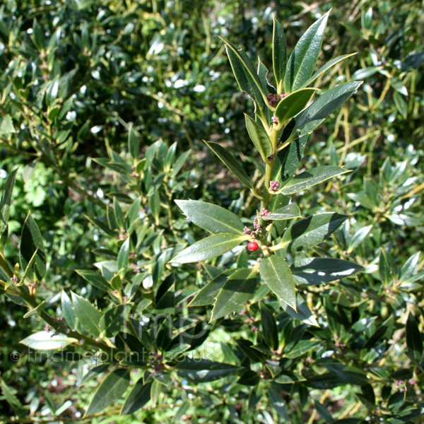 Big Photo of Ilex  Aquifolium