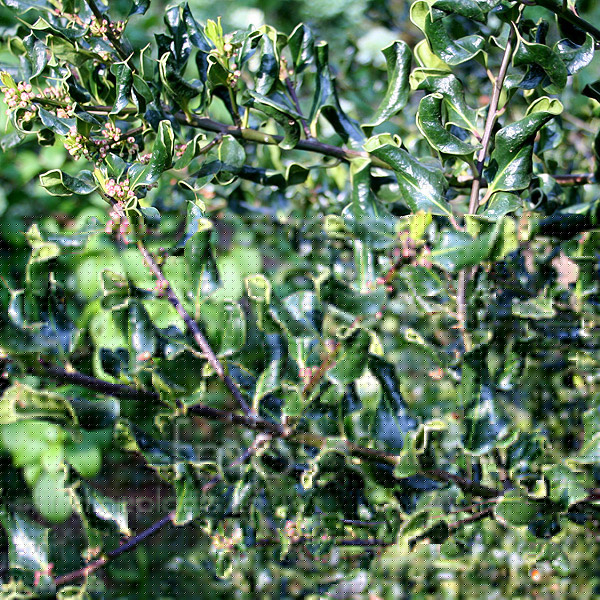 Big Photo of Ilex Aquifolium