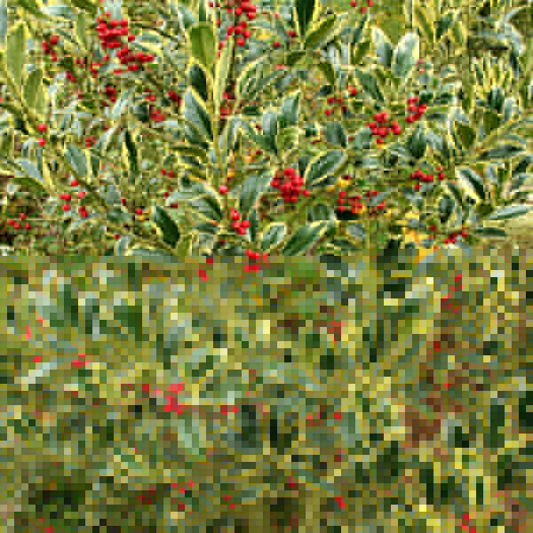 Big Photo of Ilex  Aquifolium Pyramidalis