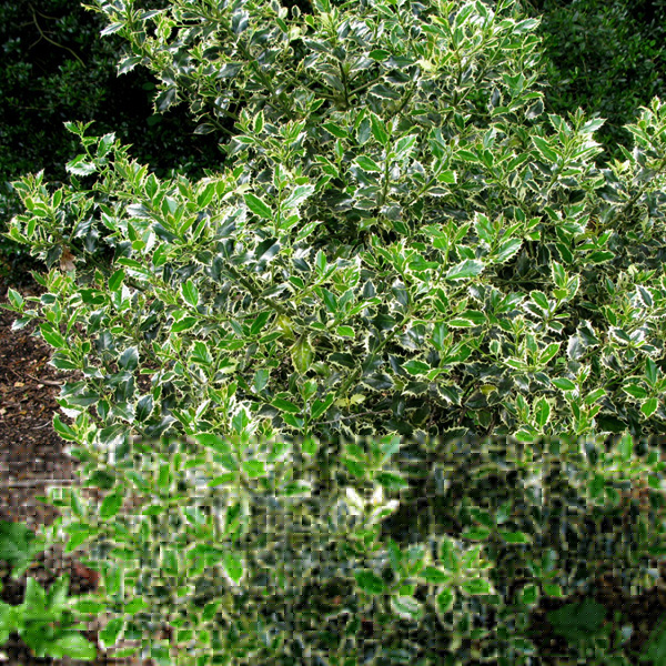 Big Photo of Ilex Aquifolium