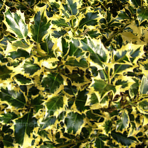 Big Photo of Ilex Aquifolium