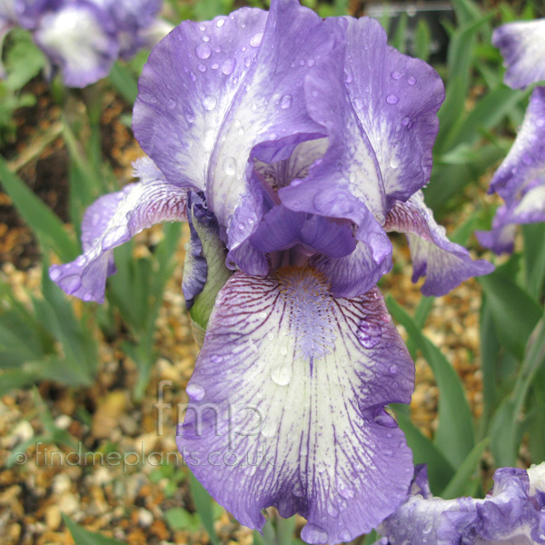 Big Photo of Iris 