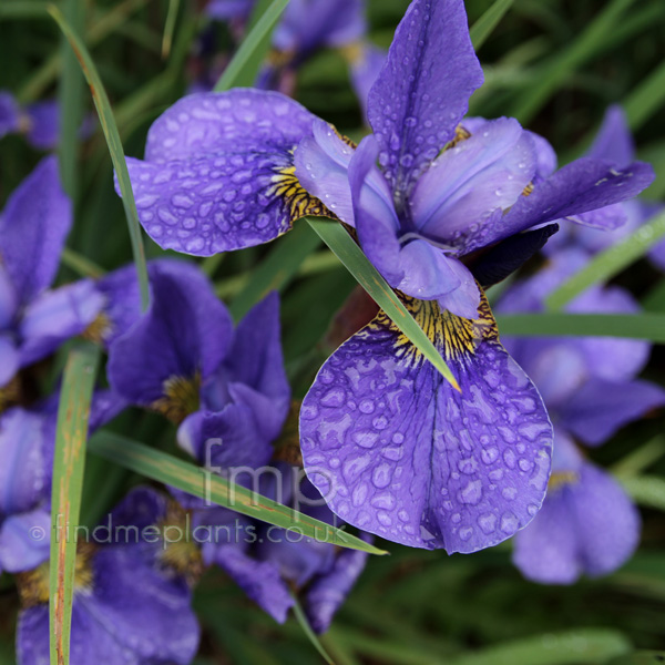 Big Photo of Iris Sibirica, Flower Close-up