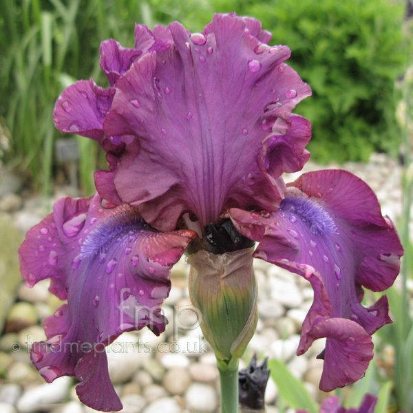 Big Photo of Iris 