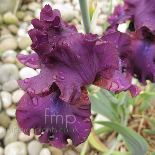 Big Photo of Iris , Flower Close-up