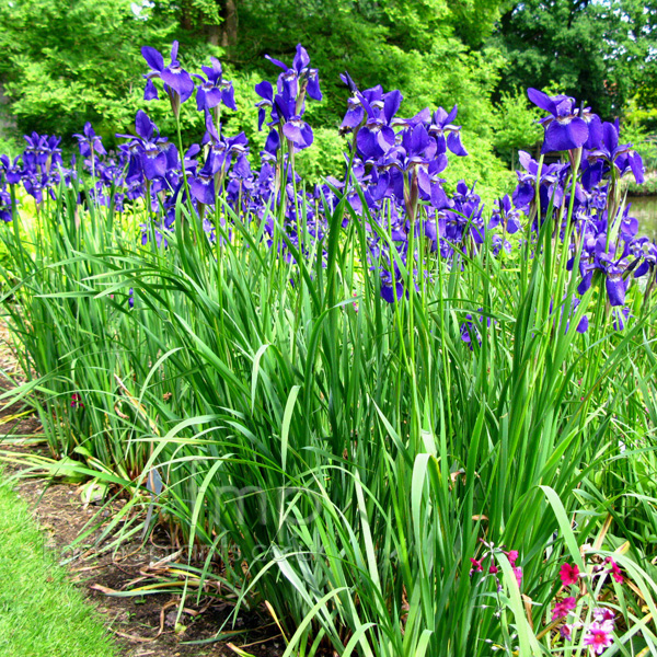 Big Photo of Iris Sibirica