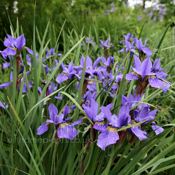 Big Photo of Iris Sibirica