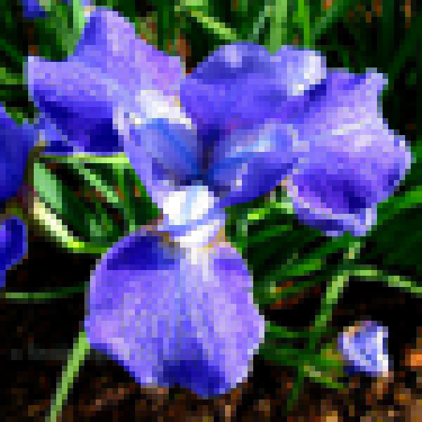 Big Photo of Iris  Sibirica, Flower Close-up