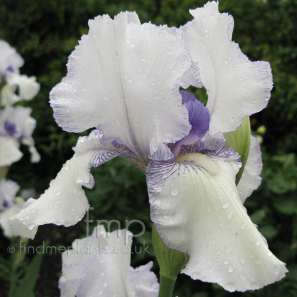 Big Photo of Iris , Flower Close-up