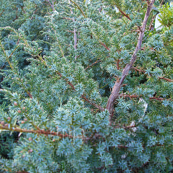 Big Photo of Juniperus Chinensis