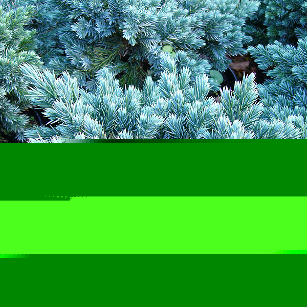 Big Photo of Juniperus Squamata