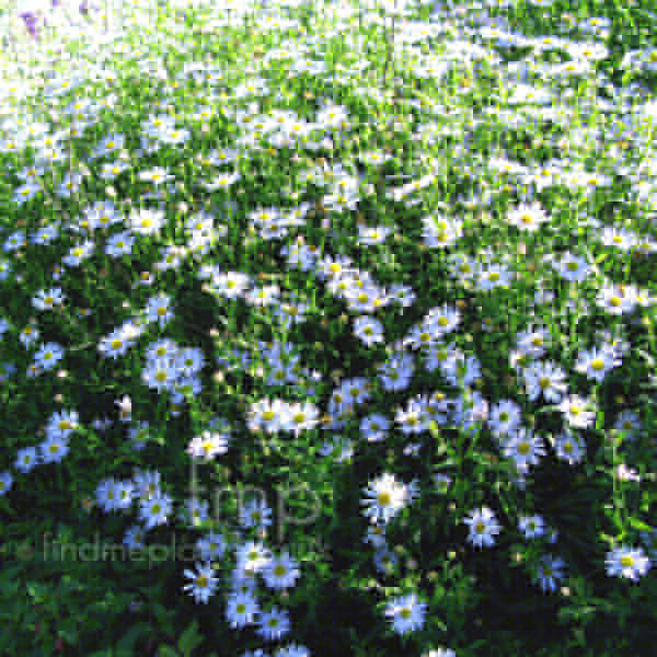 Big Photo of Kalimeris Incisa