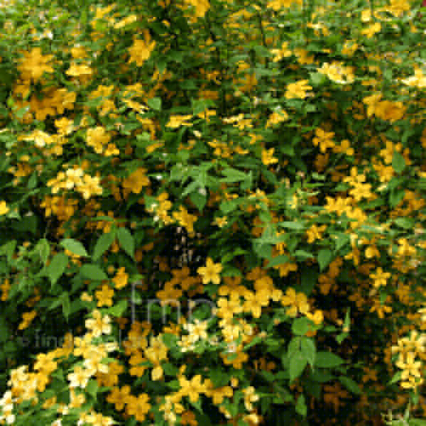 Big Photo of Kerria Japonica